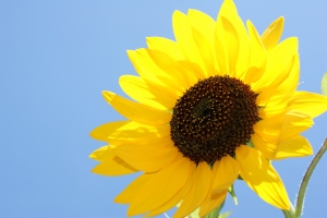 Non-Toxic Cleaning Products